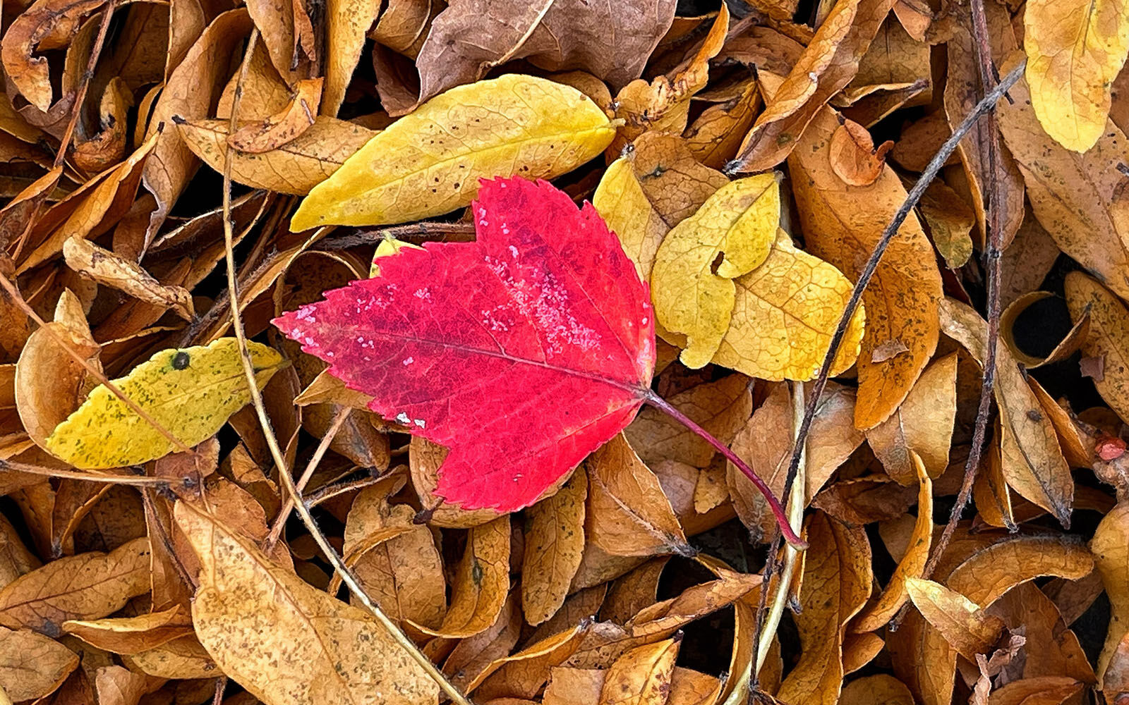 Maple leaf